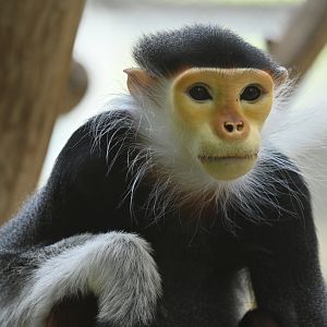 Red-shanked douc (Pygathrix nemaeus)