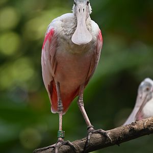Roseate Spoonbill Platalea ajaja