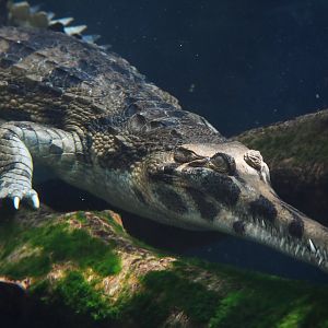Tomistoma schlegeli