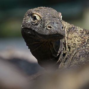 Varanus komodoensis