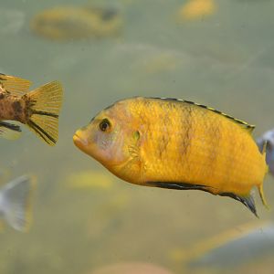 Unknown cichlid