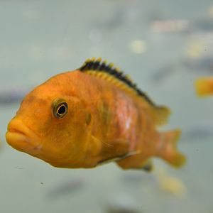 Unknown cichlid
