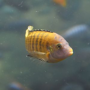 Unknown cichlid