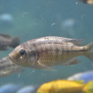 Unknown cichlid