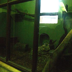 Old predator house at Rotterdam Zoo - Malayan civet indoor exhibit