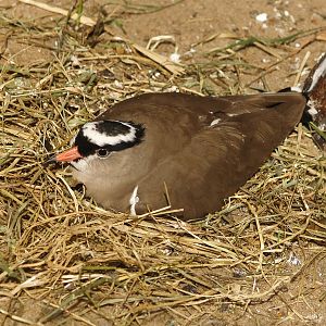 Crowned lapwing (Vanellus coronatus), 2007