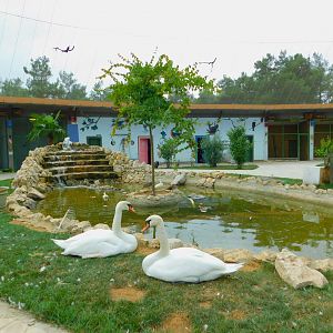 Duck Pond at Istanbul Bird Paradise