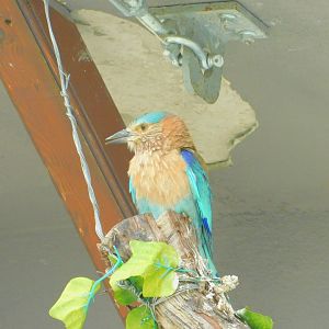 Indian Roller at Istanbul Bird Paradise