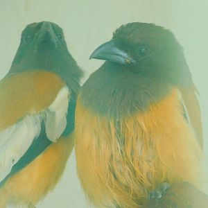 Rufous Treepie at Istanbul Bird Paradise