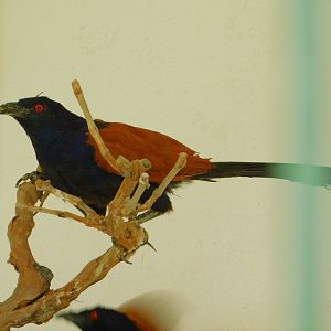 Greater Coua at Istanbul Bird Paradise