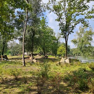 Eastern Black rhinoceros enclosure