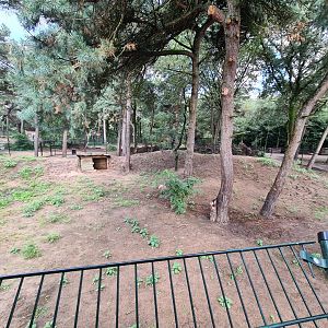 New Cheetah enclosure
