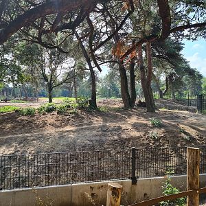 New Spotted hyena enclosure