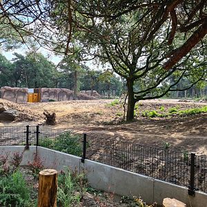 New Spotted hyena enclosure