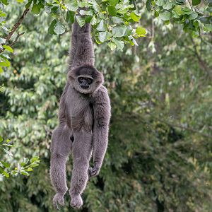 Moloch gibbon (Hylobates moloch)