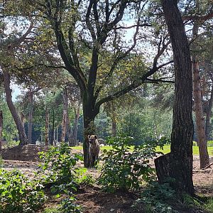 Hyena with Elephant valley in the background