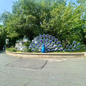 Peacock Art