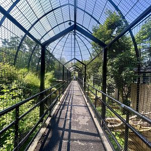 Andean Condor Exhibit
