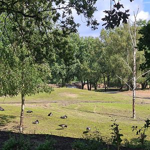 Barnacle geese in first Savannah paddock