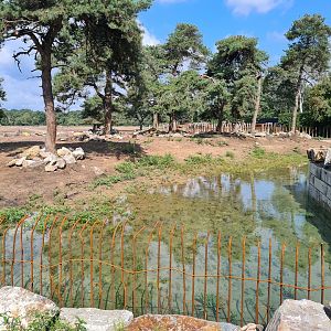 Water area in White rhinoceros separation