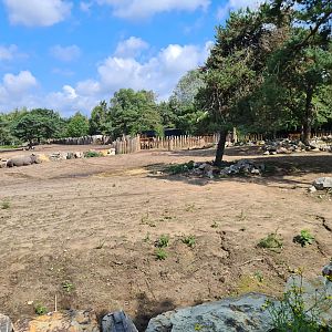 Southern white rhinoceros separation