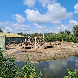Hamadryas baboon island
