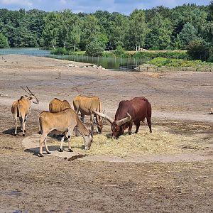 Eland and Ankole-Watusi
