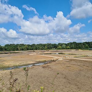 Second big Savannah paddock