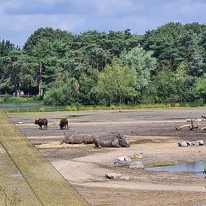 Southern white rhinoceros and Ankole-Watusi