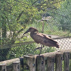 Hamerkop in Flamingo aviary