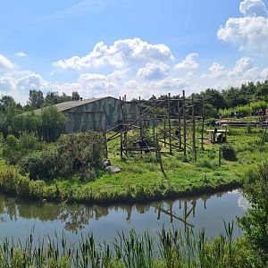 West African Chimpanzee island