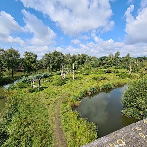 West African Chimpanzee island