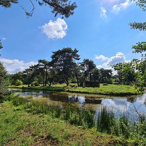 Gorilla and Colobus island