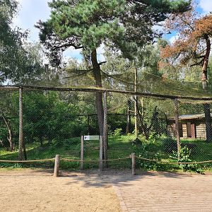 Abyssinian ground hornbill aviary
