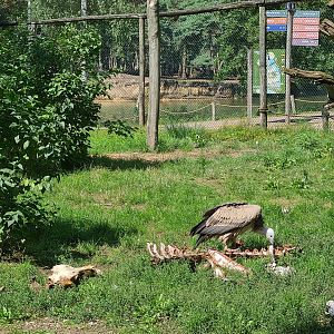 Western Eurasian griffon vulture enjoying its lunch