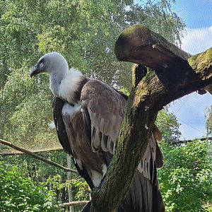 Western Eurasian griffon vulture about to steal someone else's lunch