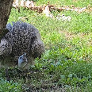 Western Eurasian griffon vulture angry after having its lunch stolen