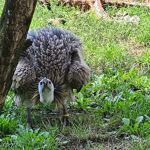 Western Eurasian griffon vulture angry after having its lunch stolen