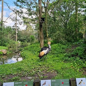 Grey crowned crane in Africa aviary
