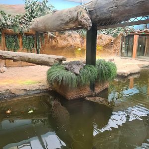 Nile crocodile enclosure