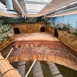 Common Hippopotamus indoor