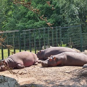 Common Hippos