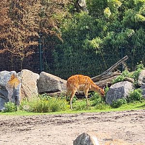 Female Sitatunga in Hippo enclosure