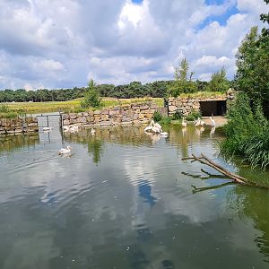 Great white pelican pond
