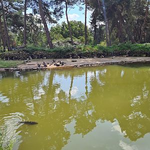 African penguin enclosure