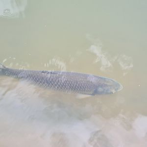 Grass carp in African penguin pond
