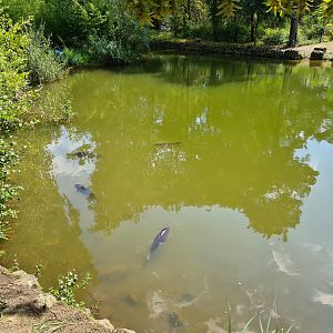 Carps in African penguin pond