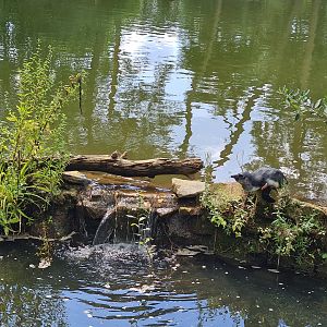 African penguin chillin'