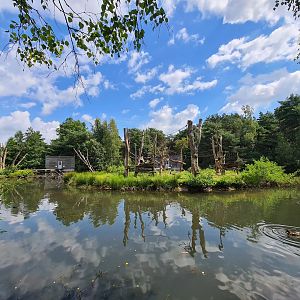 L'Hoest monkey island