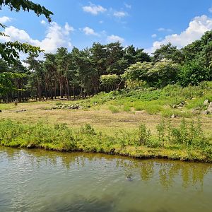 Central Africa Savannah